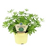 Galium odoratum bio | Lievevrouwebedstro | Waldmeister | 15 cm hoog | 12 cm pot