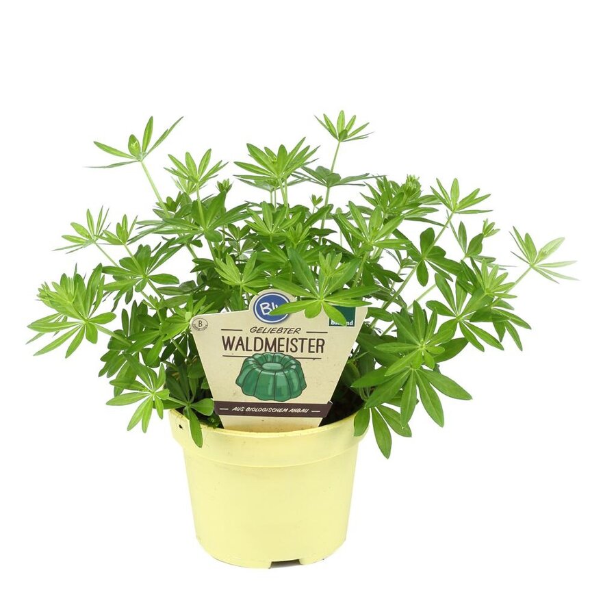 Galium odoratum bio | Lievevrouwebedstro | Waldmeister kruid | 15 cm hoog | In 12 cm pot