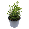 Origanum vulgare Supreme BIO | ca. 20 cm hoog | 12 cm pot