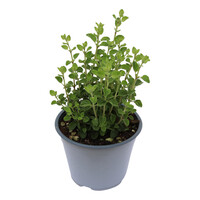 Origanum vulgare Supreme BIO | Oregano | ca. 20 cm hoog | In 12 cm pot | Biologische kruidenplant