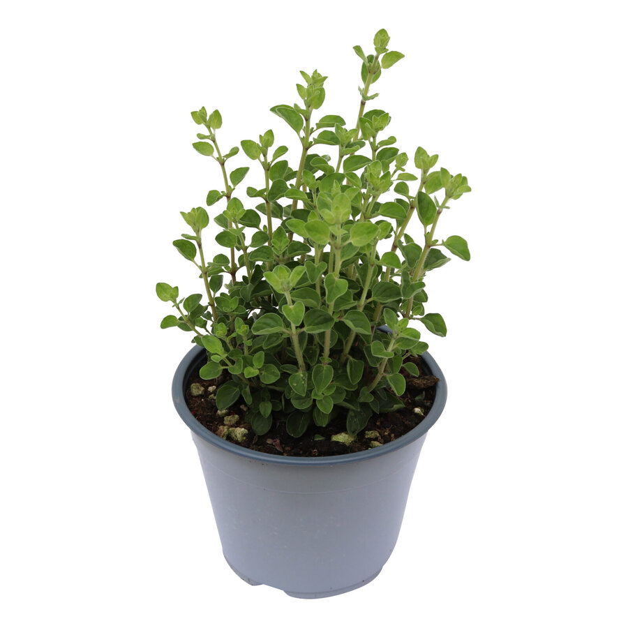 Origanum vulgare Supreme BIO | Oregano | ca. 20 cm hoog | In 12 cm pot | Biologische kruidenplant