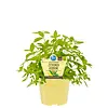 Lippia citriodora bio | Citroenverbena | ca. 20 tot 30 cm | 12 cm pot