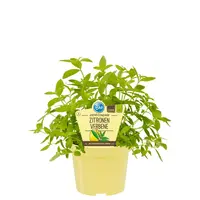 Lippia citriodora bio (citroenverbena) | ca. 20 tot 30 cm hoog | In 12 cm pot | Geurig keukenkruid