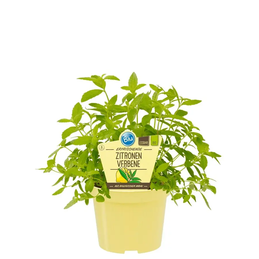 Lippia citriodora bio (citroenverbena) | ca. 20 tot 30 cm hoog | In 12 cm pot | Geurig keukenkruid