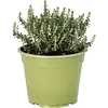 Thymus vulgaris Faustini Bio | 12 cm pot | ca. 10 tot 15 cm hoog