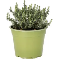 Thymus vulgaris ‘Faustini’ Bio | Keukentijm | 12 cm pot | ca. 10 tot 15 cm hoog | Biologische kruidenplant