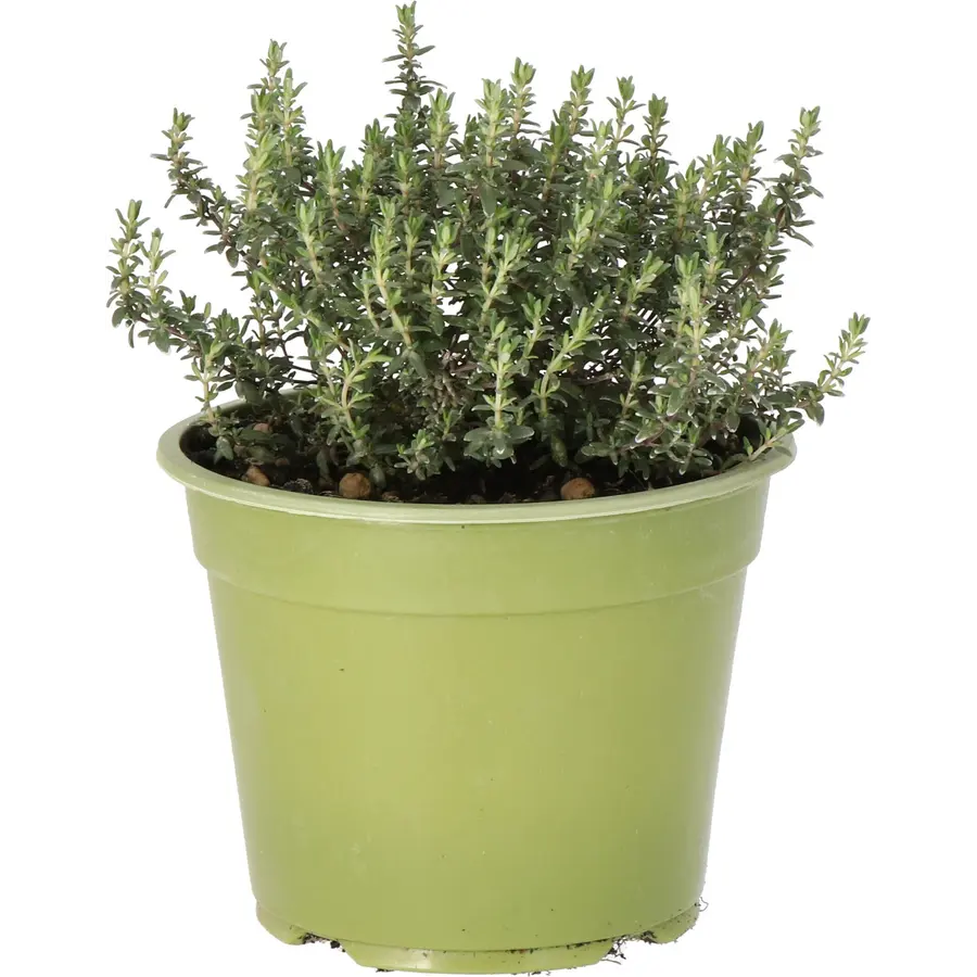 Thymus vulgaris ‘Faustini’ Bio | Keukentijm | 12 cm pot | ca. 10 tot 15 cm hoog | Biologische kruidenplant