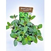 Mentha x piperita Multimentha BIO | ca. 20 cm hoog | 14 cm pot
