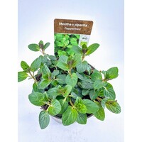 Mentha x piperita Multimentha BIO (pepermunt) | ca. 20 cm hoog | In 14 cm pot | Sterke biologische kruidenplant