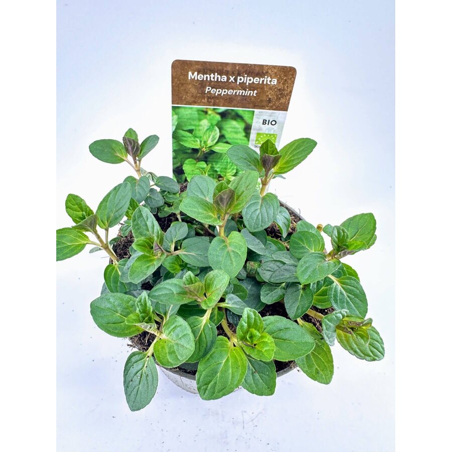 Mentha x piperita Multimentha BIO (pepermunt) | ca. 20 cm hoog | In 14 cm pot | Sterke biologische kruidenplant