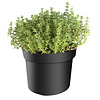 Thymus vulgaris Faustini BIO | Tijm | ca. 15 tot 20 cm hoog | 14 cm pot