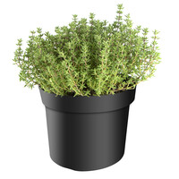 Thymus vulgaris Faustini BIO | Biologische tijm | ca. 15 tot 20 cm hoog | In 14 cm pot | Aromatische kruidenplant