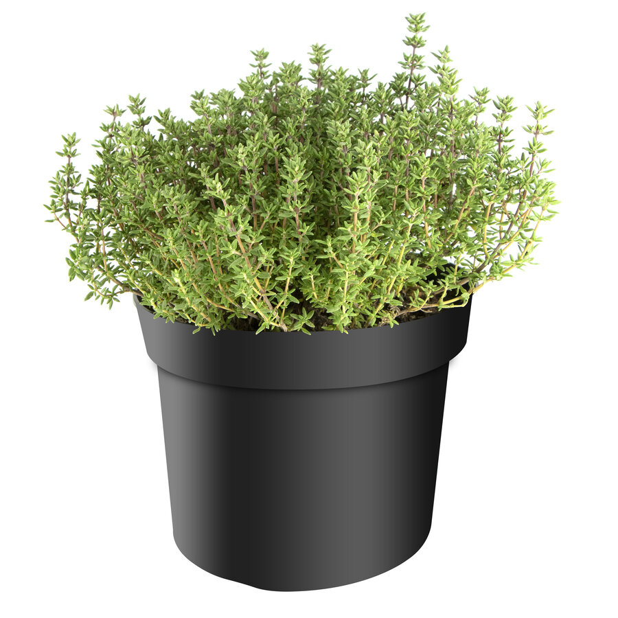 Thymus vulgaris Faustini BIO | Biologische tijm | ca. 15 tot 20 cm hoog | In 14 cm pot | Aromatische kruidenplant