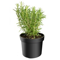 Rosmarinus officinalis Sabroso (rozemarijn) | ca. 20 cm hoog | 14 cm pot | Mediterrane kruidenplant