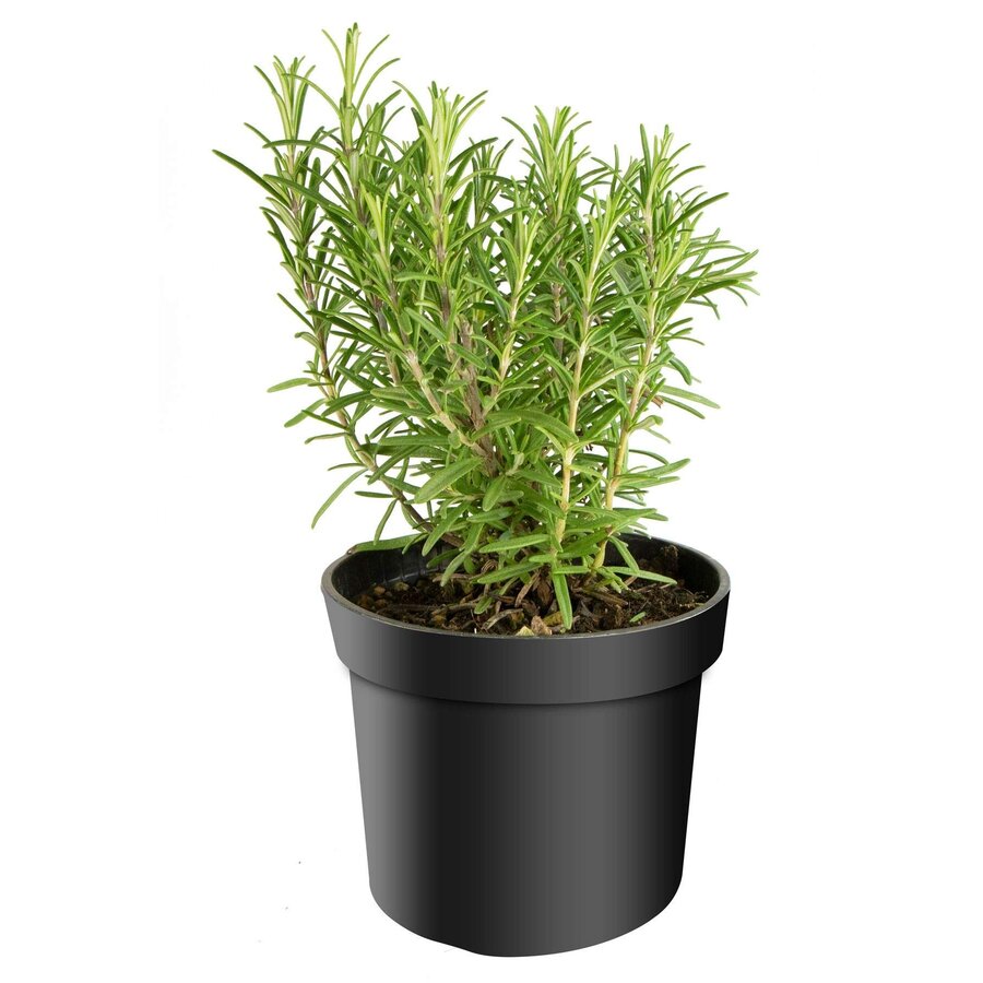 Rosmarinus officinalis Sabroso (rozemarijn) | ca. 20 cm hoog | 14 cm pot | Mediterrane kruidenplant
