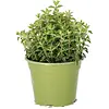 Origanum vulgare Supreme BIO | 25 cm hoog | 14 cm pot