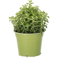 Origanum vulgare Supreme BIO | Oregano kruidenplant | 25 cm hoog | In 14 cm pot