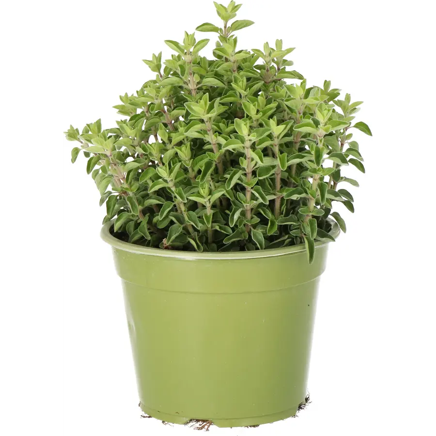Origanum vulgare Supreme BIO | Oregano kruidenplant | 25 cm hoog | In 14 cm pot