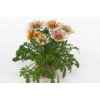 Gazania rigens Kiss White | 25 cm hoog | 12 cm pot