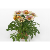 Gazania rigens Kiss White | Middaggoud met witte bloemen | 25 cm hoog | 12 cm pot