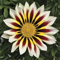 Gazania rigens Kiss White | Middaggoud met witte bloemen | 25 cm hoog | 12 cm pot