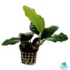Anubias Coffeefolia | In 5cm pot