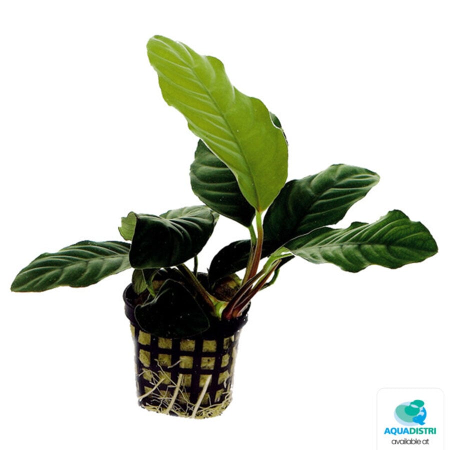 Anubias Coffeefolia | In 5cm pot