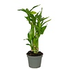 Dracaena sanderiana Lucky Bamboo | 5,5 cm pot | 25 cm | 3 stekken