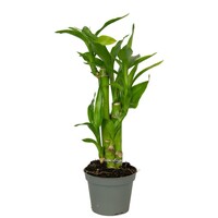 Dracaena sanderiana Lucky Bamboo in 5,5 cm pot | 25 cm hoog | 3 stekken per pot