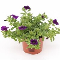 Calibrachoa MiniFamous mix diverse kleuren | 10 cm pot | ca. 15 cm hoog | verkoop per stuk