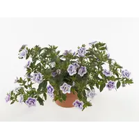 Calibrachoa MiniFamous mix diverse kleuren | 10 cm pot | ca. 15 cm hoog | verkoop per stuk