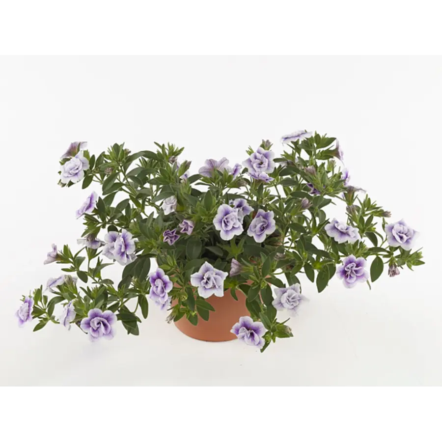 Calibrachoa MiniFamous mix diverse kleuren | 10 cm pot | ca. 15 cm hoog | verkoop per stuk