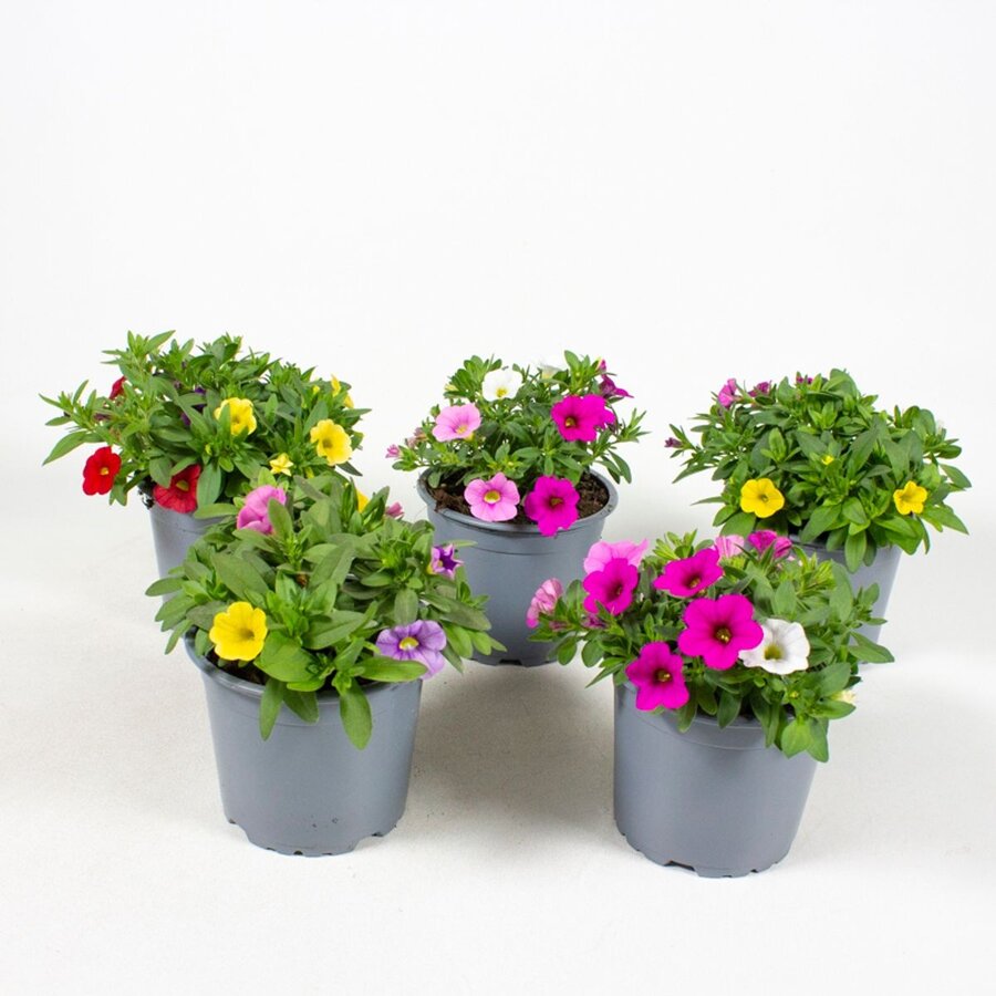Calibrachoa MiniFamous mix diverse kleuren | 10 cm pot | ca. 15 cm hoog | verkoop per stuk