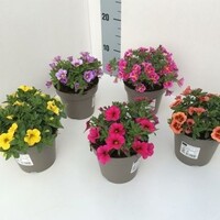 Calibrachoa MiniFamous mix diverse kleuren | 10 cm pot | ca. 15 cm hoog | verkoop per stuk