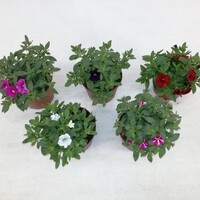 Calibrachoa MiniFamous mix diverse kleuren | 10 cm pot | ca. 15 cm hoog | verkoop per stuk