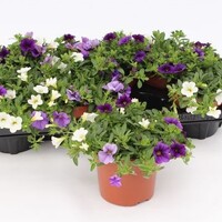 Calibrachoa MiniFamous mix diverse kleuren | 10 cm pot | ca. 15 cm hoog | verkoop per stuk