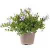 Campanula poscharskyana mix | kruipklokje | 5 tot 10 cm hoog | 6 cm pot | per stuk