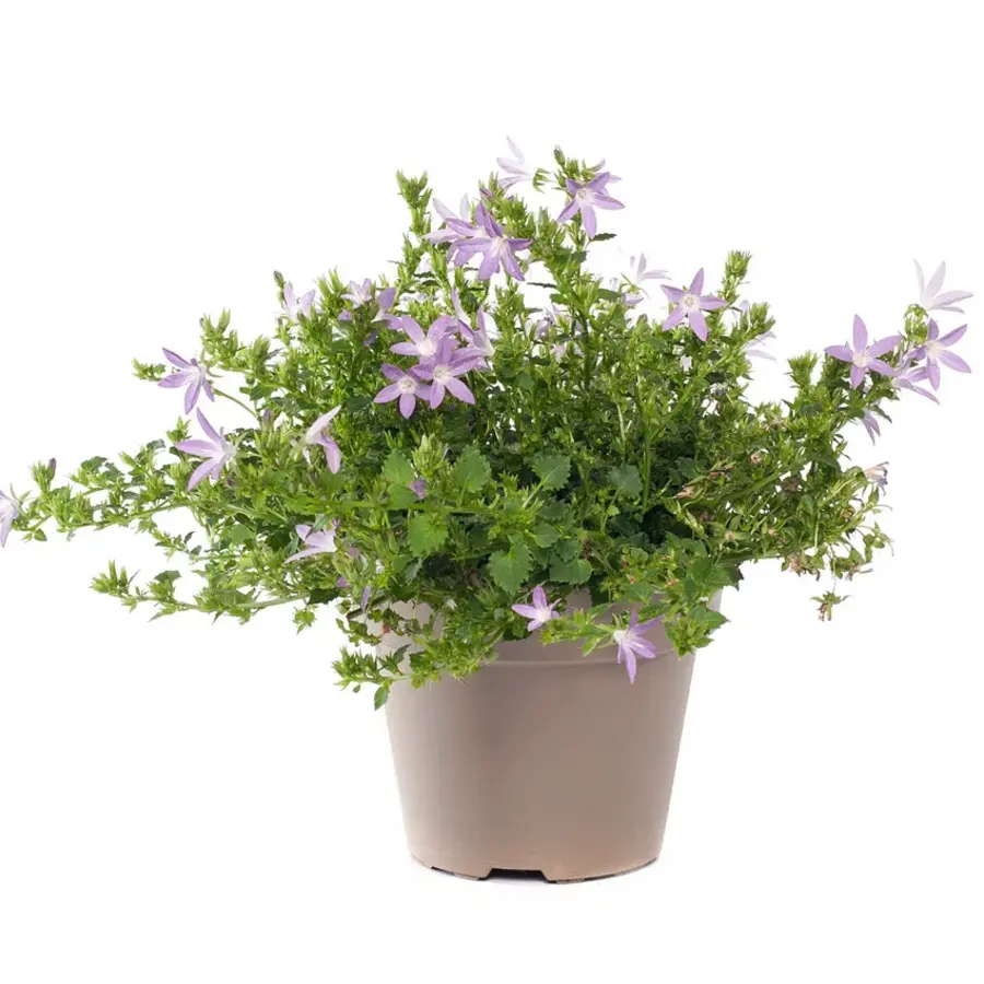 Campanula poscharskyana mix (kruipklokje) | 5 tot 10 cm hoog | In 6 cm pot | Verkoop per stuk | Mixkleuren