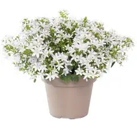 Campanula poscharskyana mix (kruipklokje) | 5 tot 10 cm hoog | In 6 cm pot | Verkoop per stuk | Mixkleuren