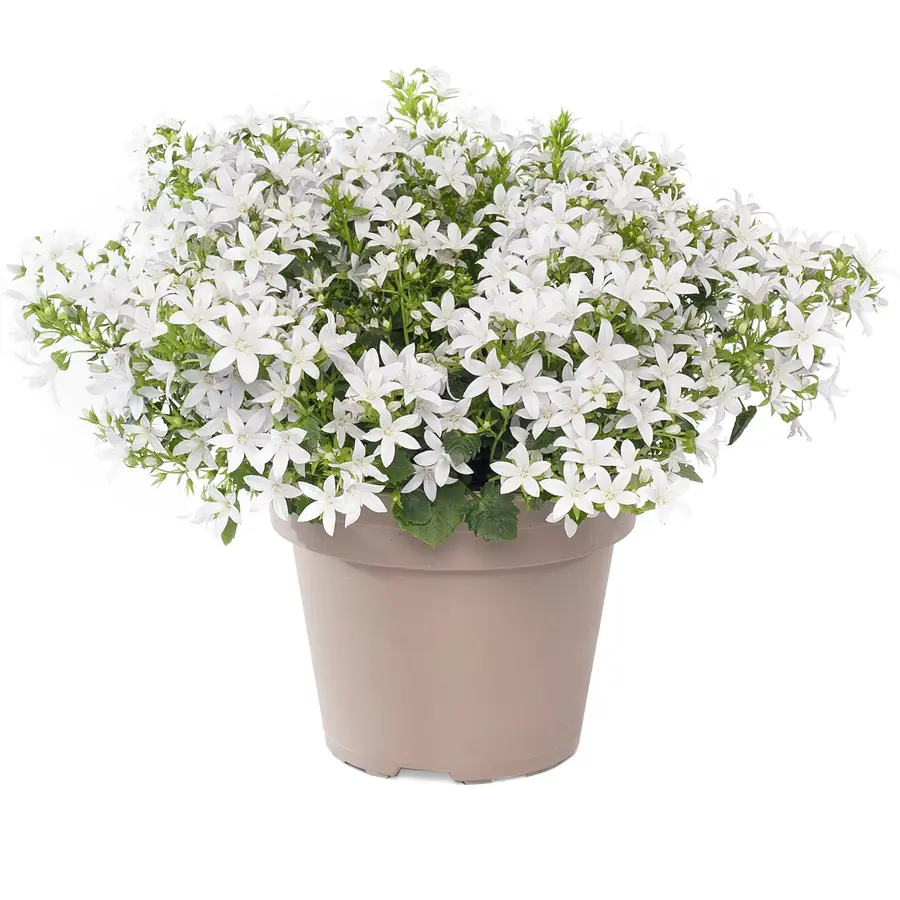 Campanula poscharskyana mix (kruipklokje) | 5 tot 10 cm hoog | In 6 cm pot | Verkoop per stuk | Mixkleuren