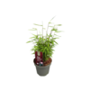Fargesia One Boo Jiuzhaigou | Niet woekerende bamboe | 40 cm hoog | 14 cm pot