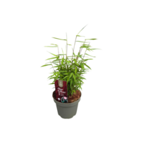 Fargesia One Boo Jiuzhaigou (niet woekerende bamboe) | 40 cm hoog | In 14 cm pot | Wintergroene tuinbamboe