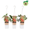 Fragaria Eve's Delight | aardbei | 50 cm hoog | 15 cm hangpot