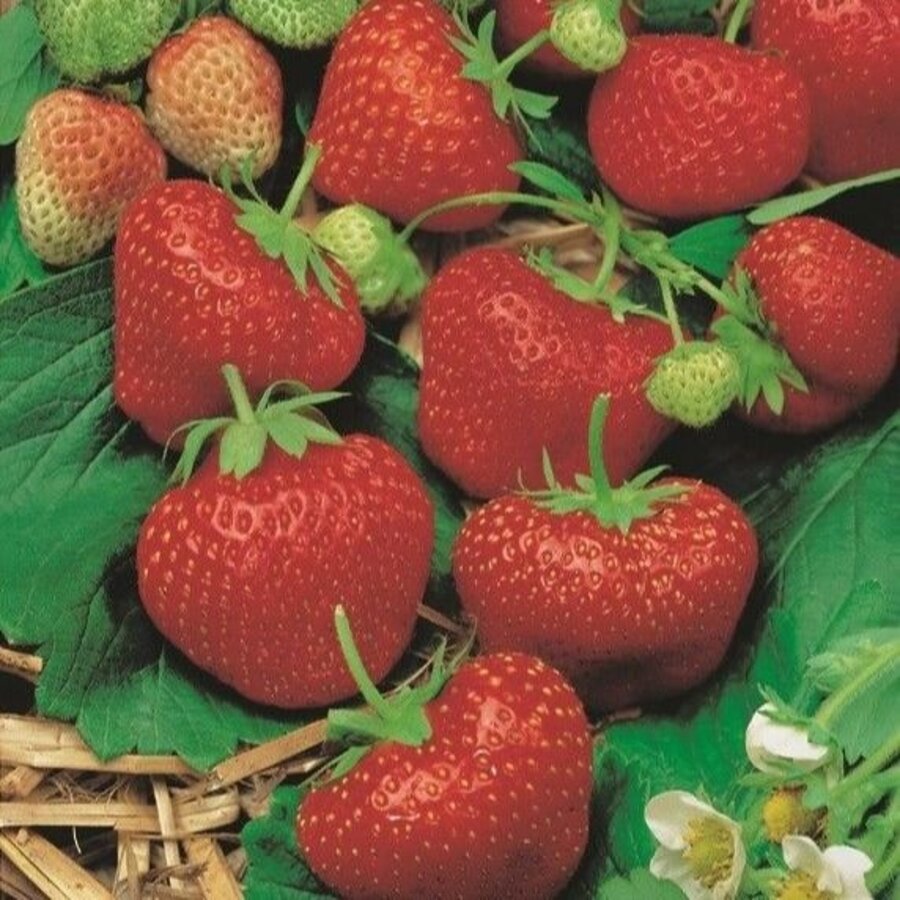 Fragaria Eve's Delight aardbeienplant | 50 cm hoog | In 15 cm hangpot | Doordragende hangaardbei