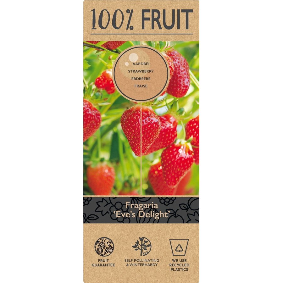 Fragaria Eve's Delight aardbeienplant | 50 cm hoog | In 15 cm hangpot | Doordragende hangaardbei