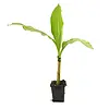 Musa basjoo | winterharde bananenplant | 25 cm hoog | 10,5 cm pot