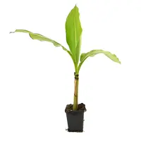 Musa basjoo winterharde bananenplant | 25 cm hoog | In 10,5 cm pot | Exotische tuinplant