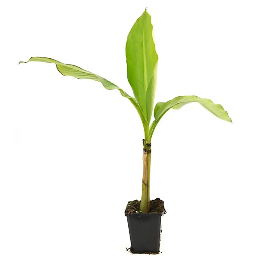 Musa basjoo winterharde bananenplant | 25 cm hoog | In 10,5 cm pot | Exotische tuinplant