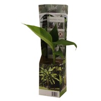 Musa basjoo winterharde bananenplant | 25 cm hoog | In 10,5 cm pot | Exotische tuinplant