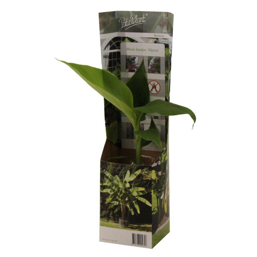Musa basjoo winterharde bananenplant | 25 cm hoog | In 10,5 cm pot | Exotische tuinplant
